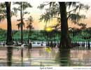 Cypress Swamp and Sunset Egret Watercolor